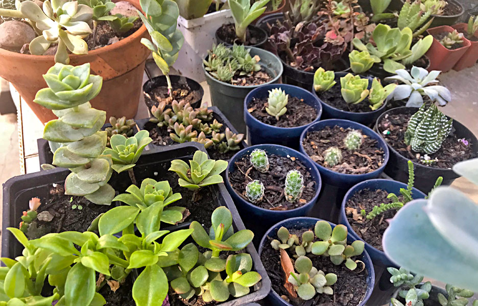 how-to-grow-succulents