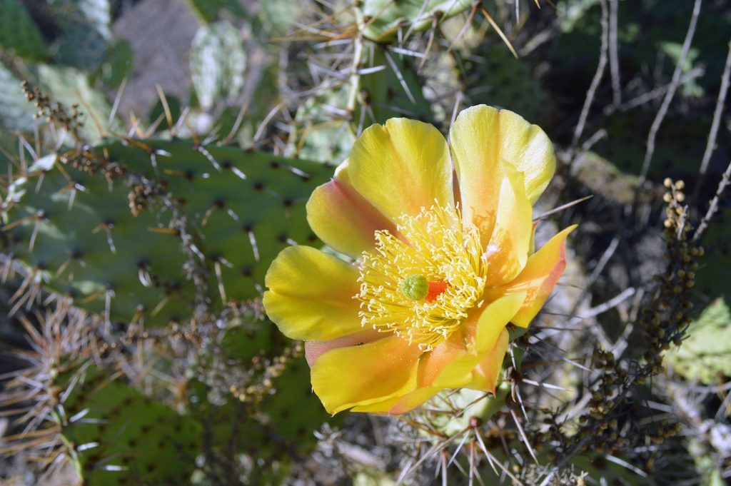 moro-canyon-cactus-flower-1024x681