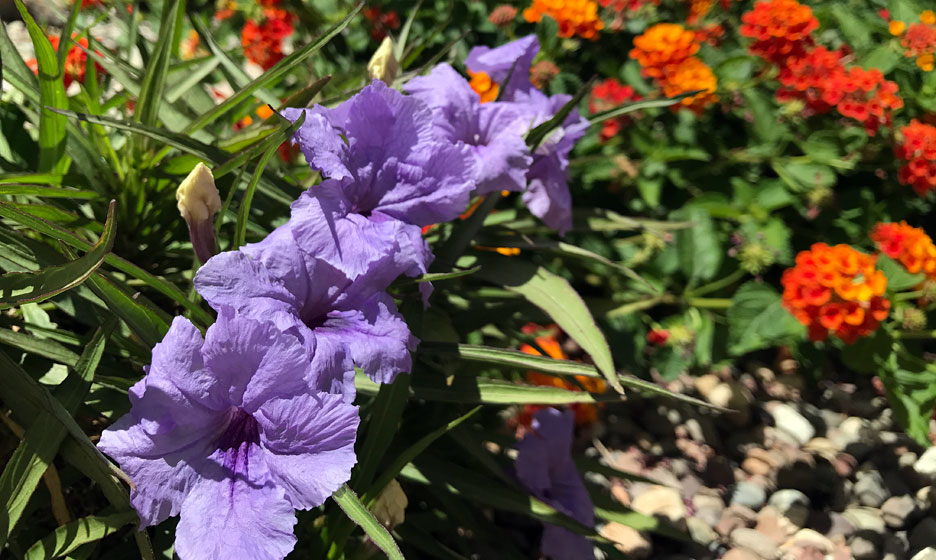 purple-spring-flowers