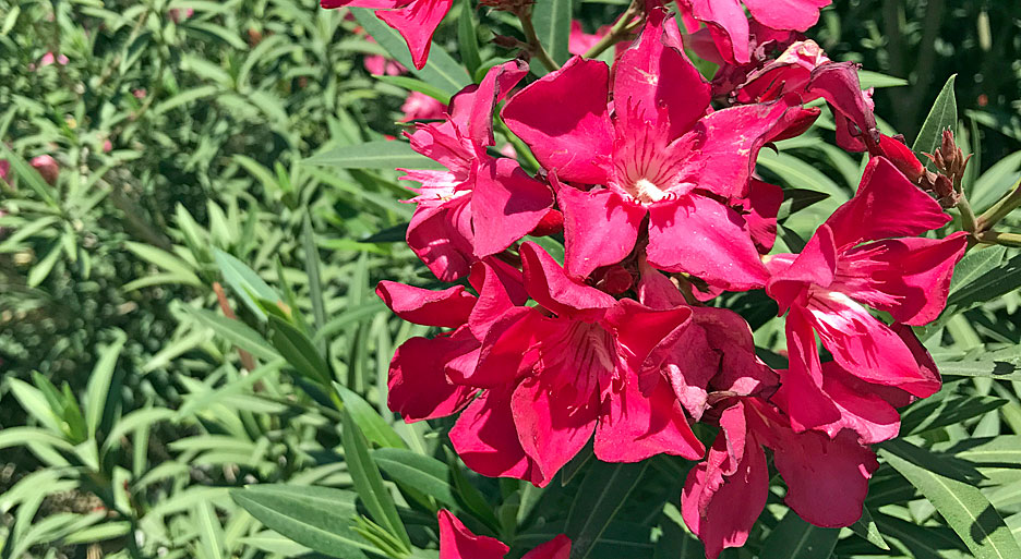 red-flowers