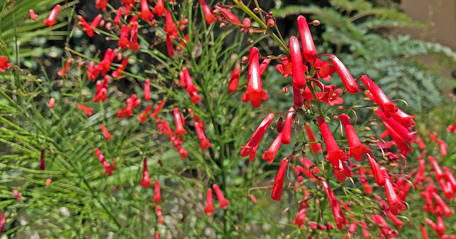 red-trumpet-flowers